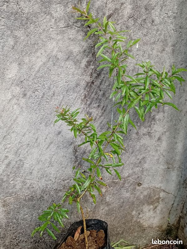 Arbres fruitiers (image 6)
