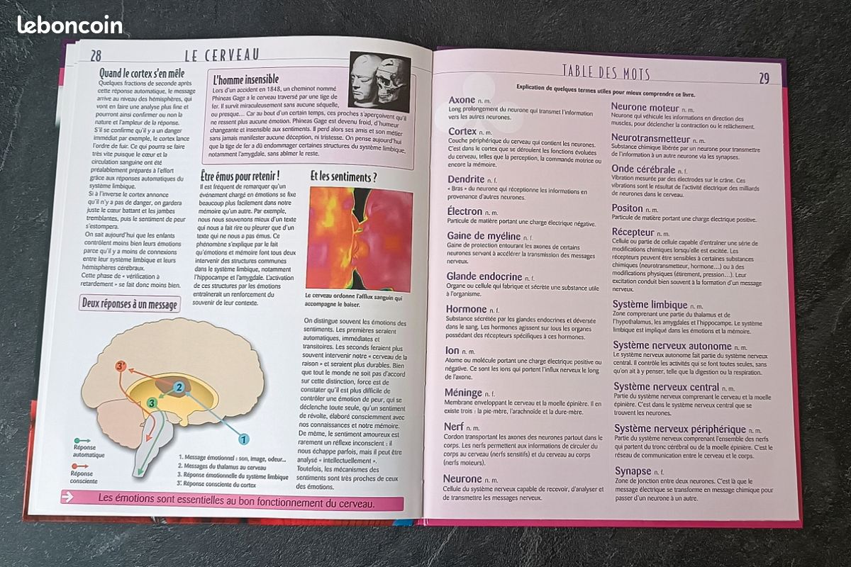 Livre Atlas des juniors le cerveau - Édition Atlas Jeunesse (image 8)