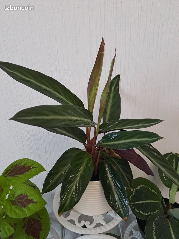 Plante Calathea Stripestar - Jardin & Plantes