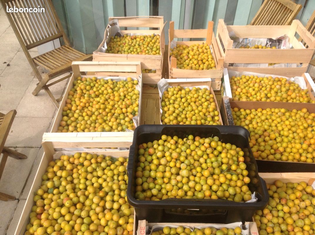 Mirabelles (image 1)