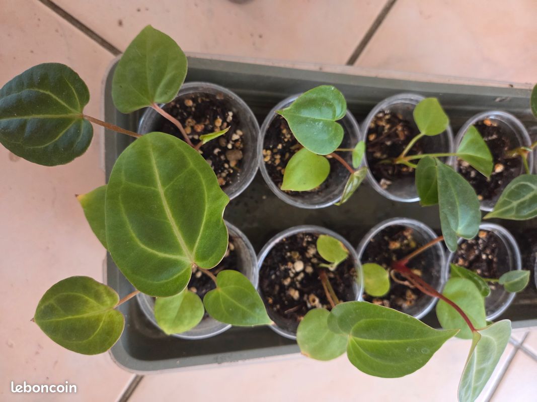alocasia zebrina pink Alocasia Serendifity Pink main image 1