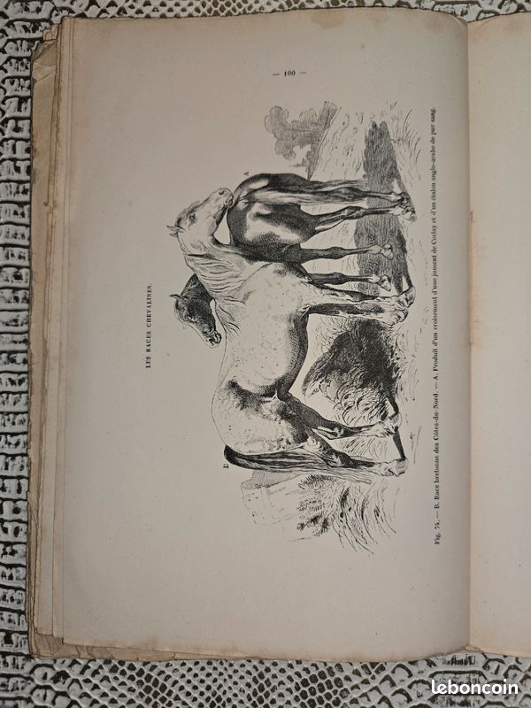 Planches anciennes illustrées – Les races chevalines (lot illustré XIXe siècle) (image 10)