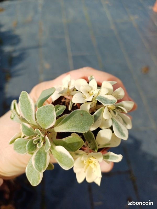 Aeonium domesticum variegata - Jardin & Plantes