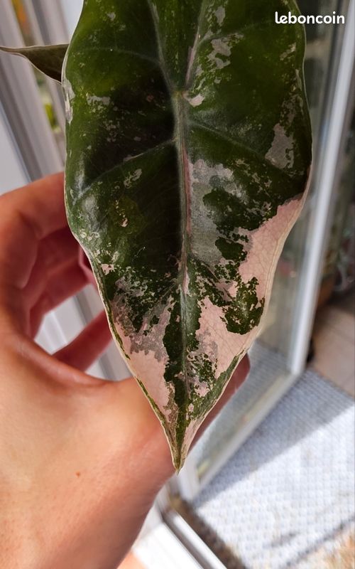 Alocasia pseudo sanderiana pink variegata (image 2)