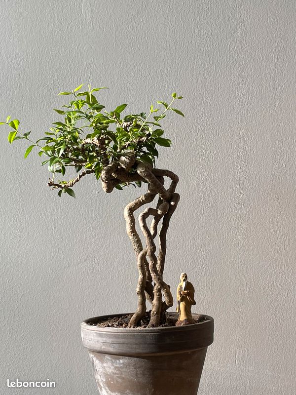 Bonsai Malpighia (image 3)