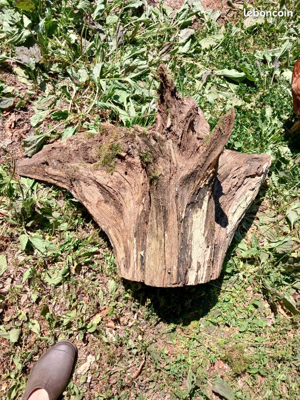 Souche de chêne (image 4)