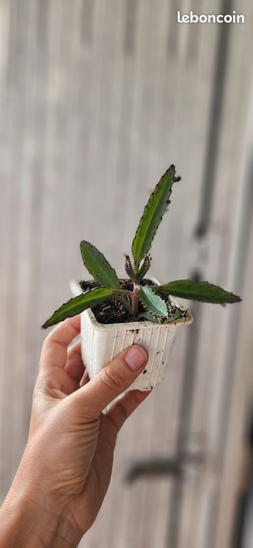 Plante verte d'extérieur Kalanchoe (image 2)