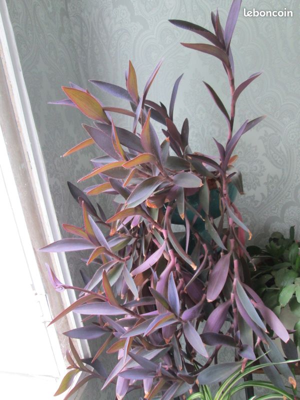 Boutures de misères prêtes à planter les 2 pour 1 euro (image 4)