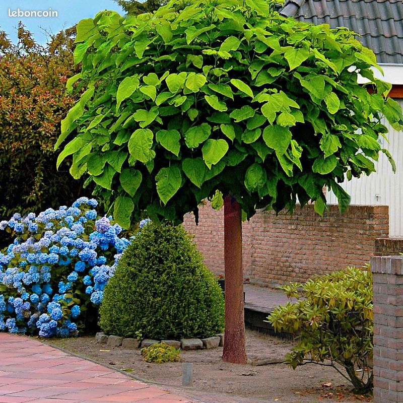 Catalpa Cena