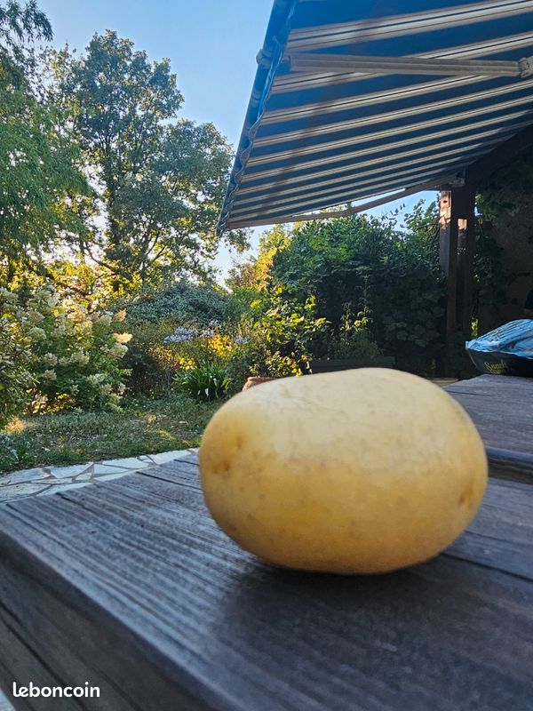Très belle pomme de terre (image 1)