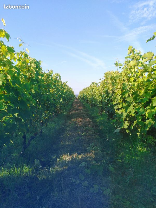 Vignes · à Chemillé-en-Anjou · 25 000 €