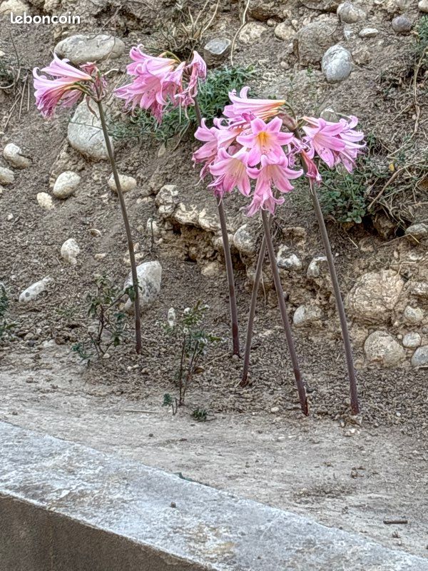 Bulbes d’amaryllis (image 1)