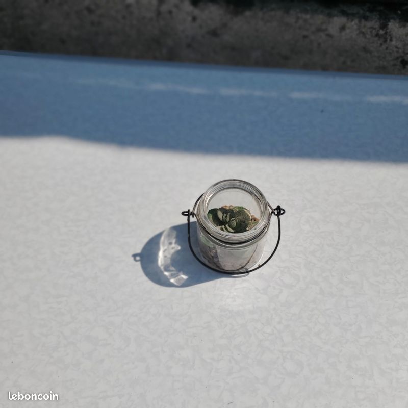 Pots de petites plantes miniatures en plastique (image 2)