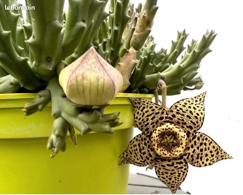Produktbild von Aas Blume, Seestern-Blume (Stapelia Variegata, Orbea Variegata). AAS