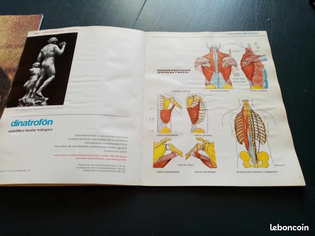 Atlas musculaire de l ascorbamine 1500 (image 7)