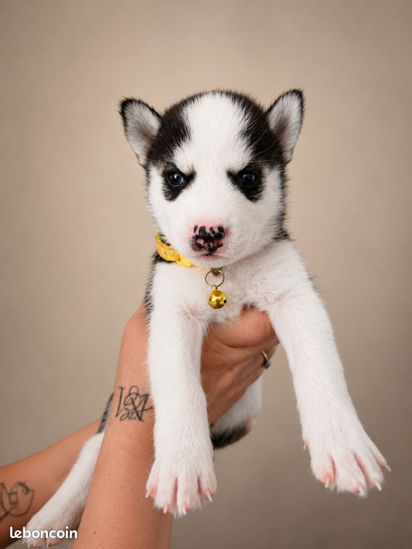 Chiots husky (image 5)