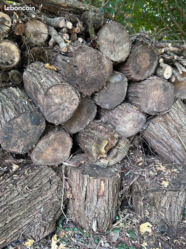 Donne souches d arbres (image 1)