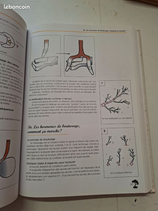 2229K: La Connaissance du Bonsaï Tome 1 Benoît Grandjean Édisud Relié (image 4)