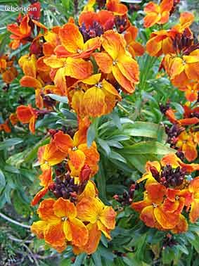 Graines de Giroflée ravenelle variée - Erysimum Graines de Giroflée ravenelle variée - Erysimum