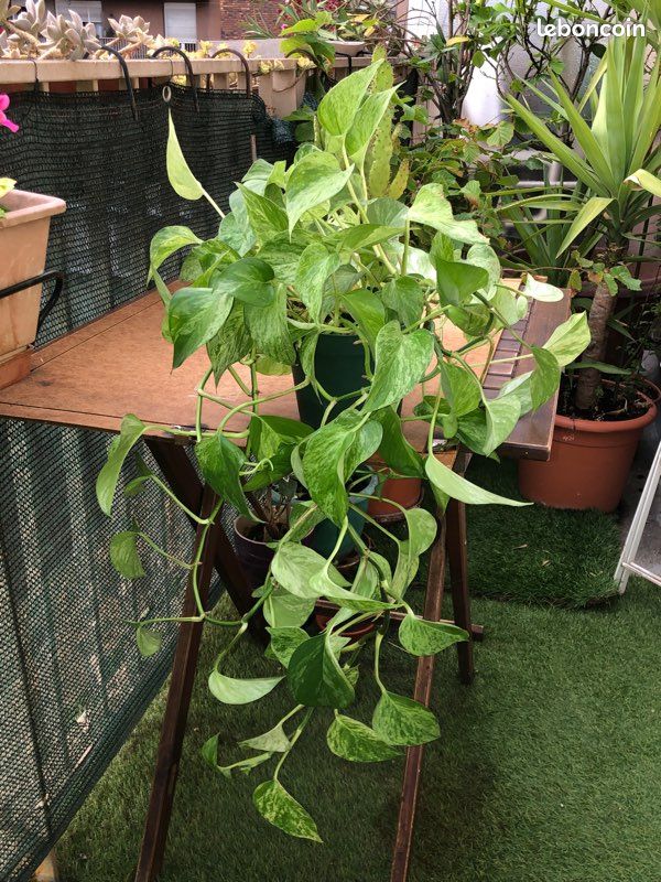 Belle Plante Verte d’Interieur (image 2)