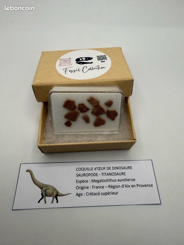 Lot de 10 fossiles coquilles de dinosaure authentique (image 1)