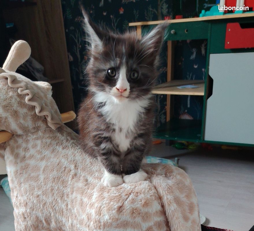 Chaton Maine Coon (image 2)