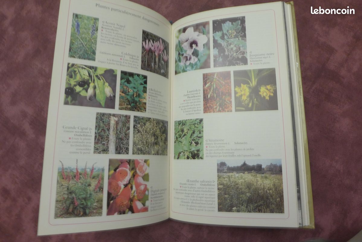 Plantes médicinales (image 3)