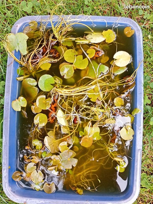 Nénuphar (image 3)
