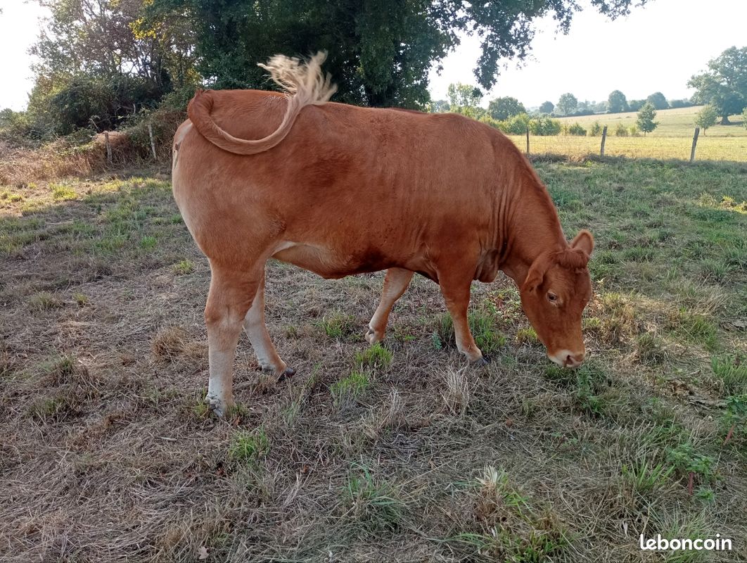 Vache Limousine (image 3)