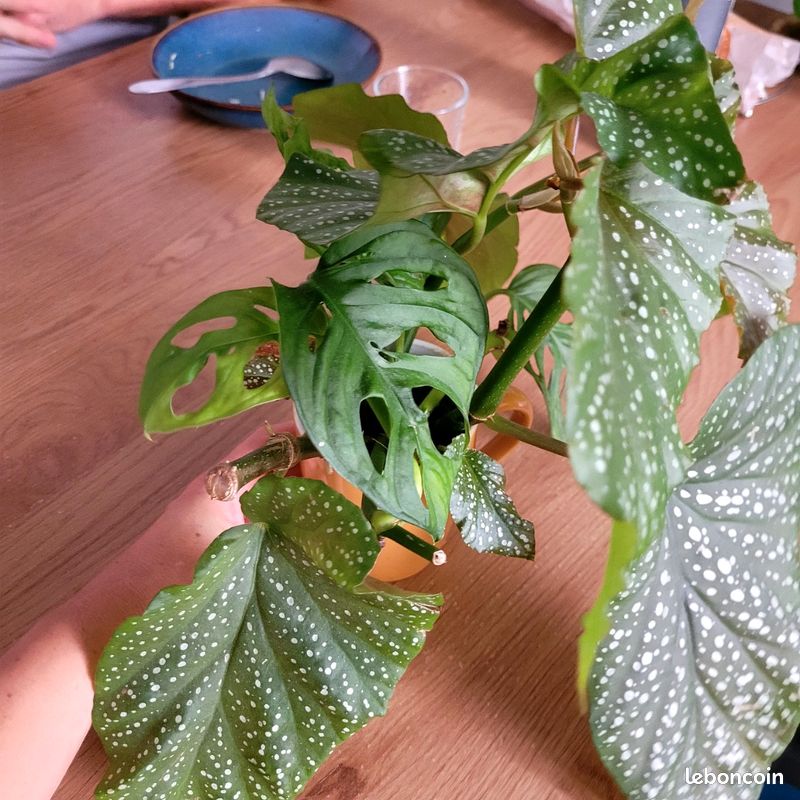 Boutures Plantes intérieures (image 2)