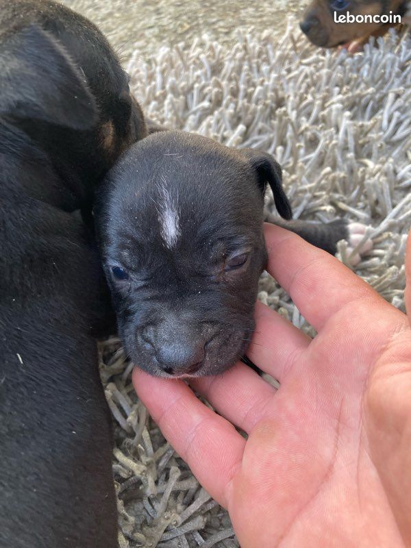 Chiots staffie (image 4)