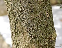 Tronc de bois de buis sec (image 1)