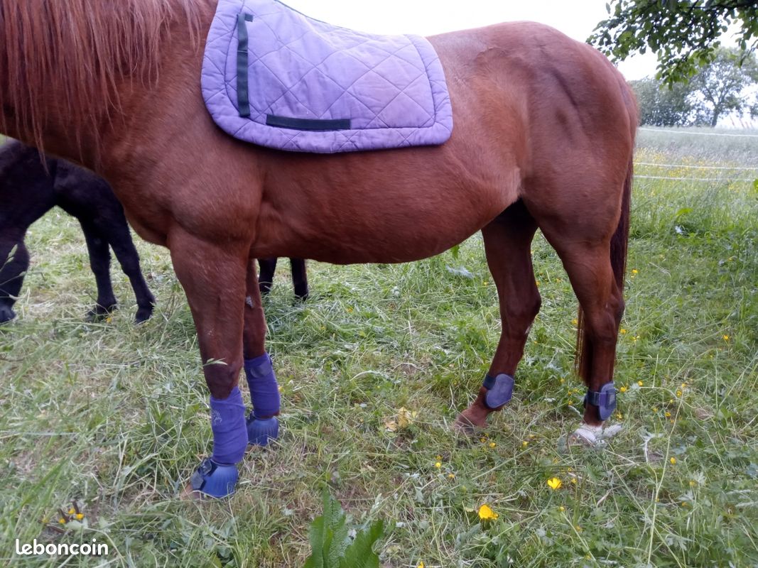 Lot de veste Équitation fille + 2 pantalons - Sport & Plein air