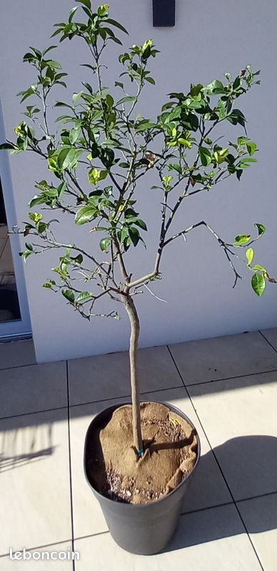 Agrumes POMPELMO CITRUS PARADISI (image 1)