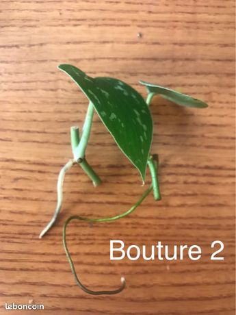 outils de jardinage tondeuse d occasion vendee leboncoin