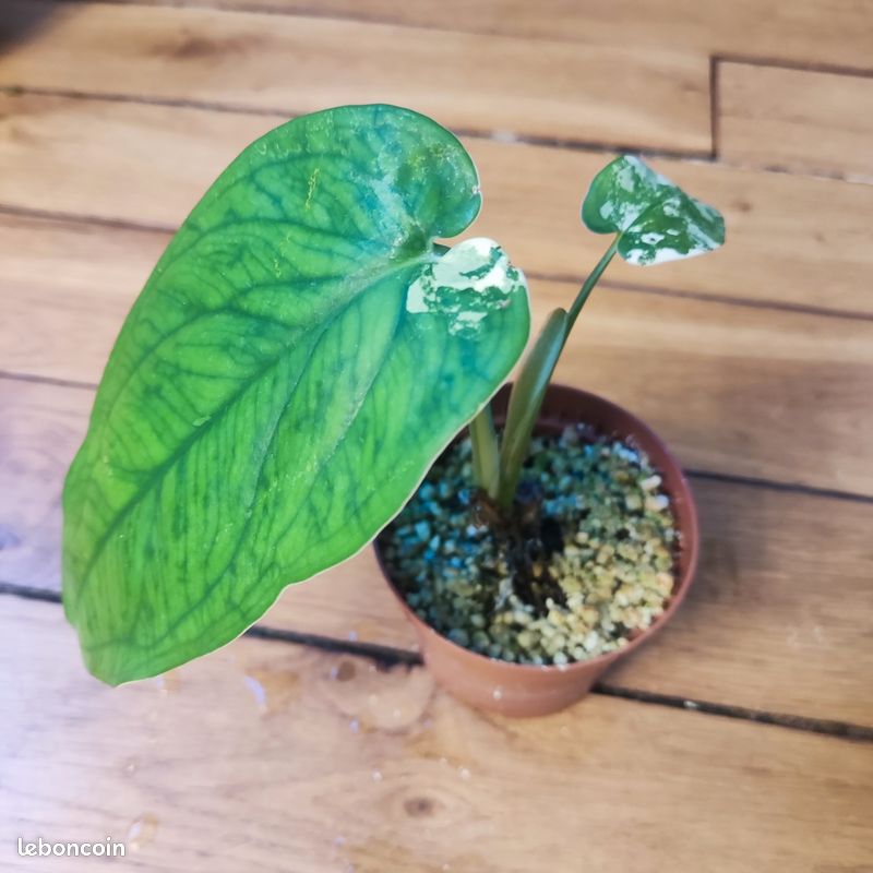 Syngonium Chiapense Variegated – belle plante de collection (image 1)