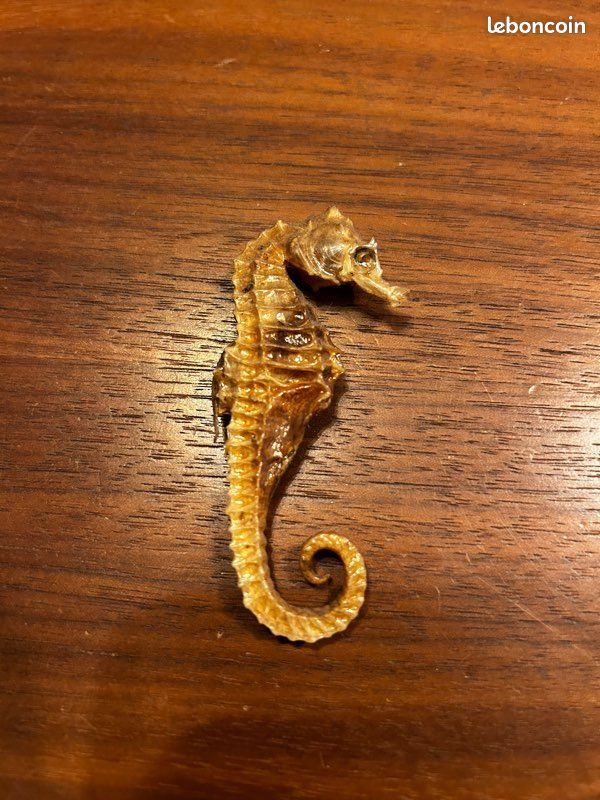 Hippocampe fossilisé (image 5)