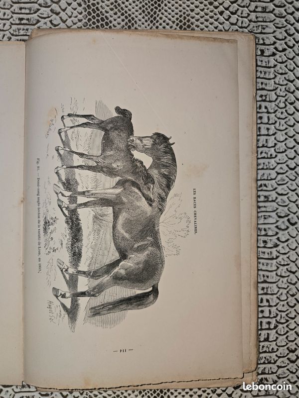 Planches anciennes illustrées – Les races chevalines (lot illustré XIXe siècle) (image 4)