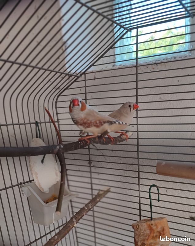 Couple mandarin (image 2)