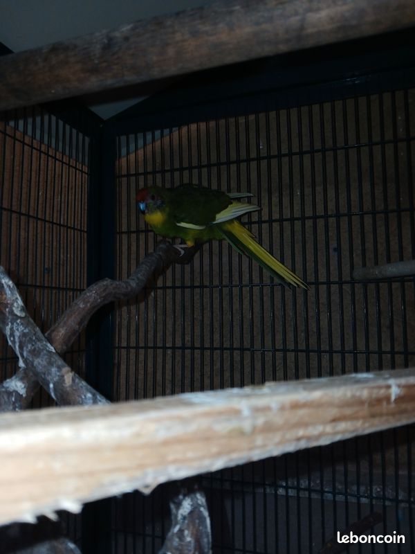 Kakariki mâle (image 1)