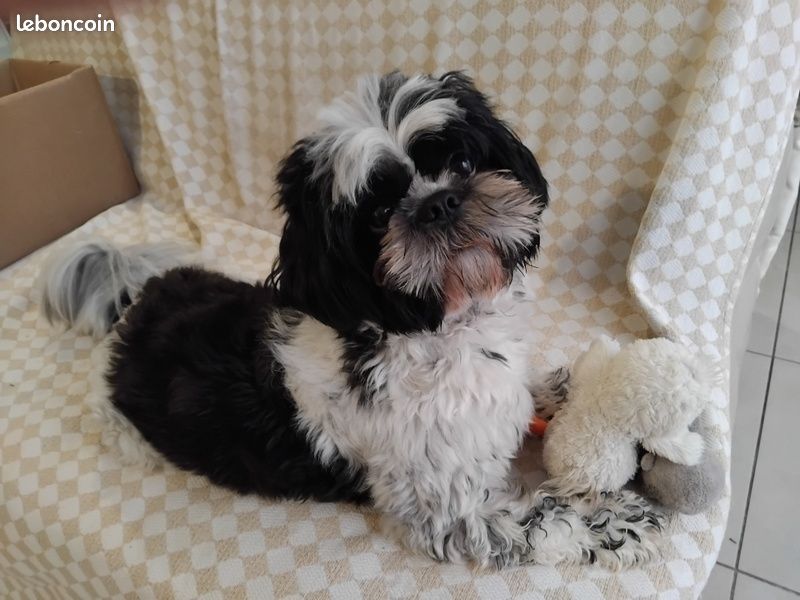 Shih tzu pour saillie (image 1)