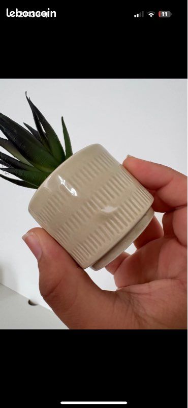 Petite fausse succulente (image 2)