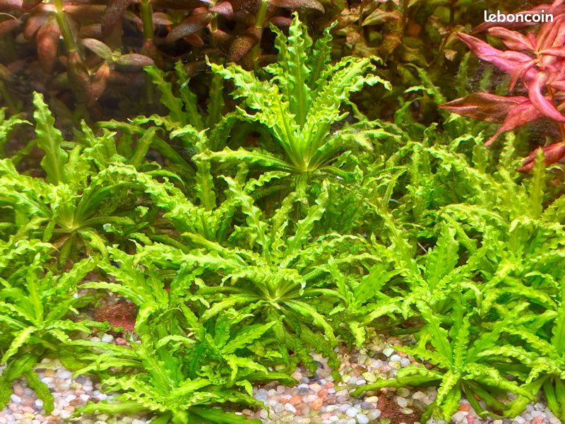 Lot de plantes d'aquarium personnalisable (3 espèces au choix) – 5 (image 7)