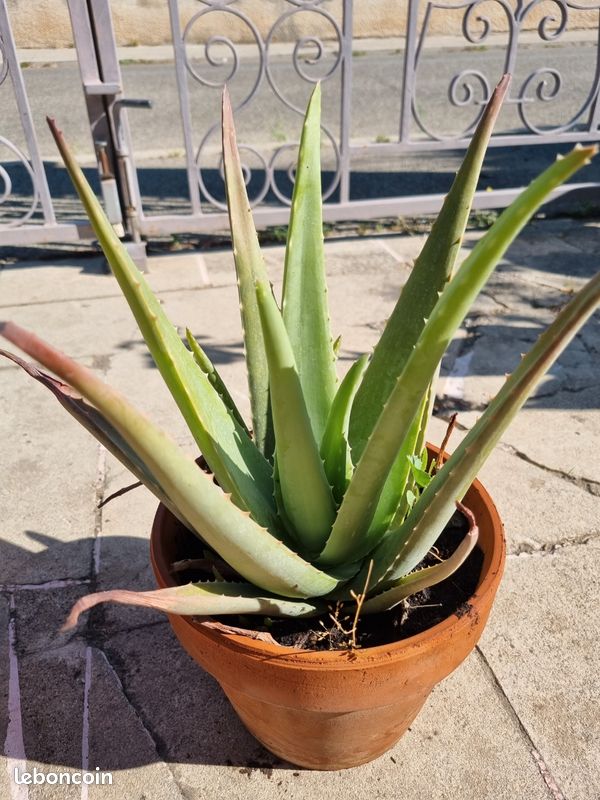 Grand Aloe Vera de 25 cm de hauteur- Plante saine et robuste (image 1)