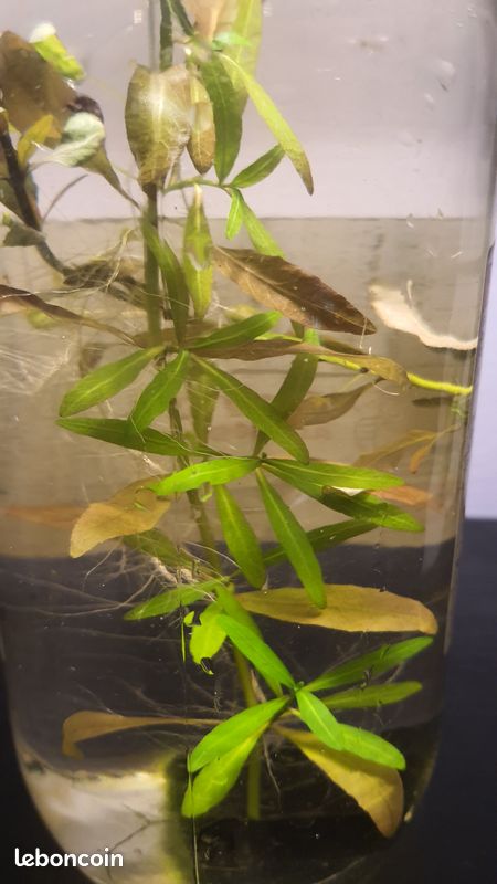 Hygrophila polysperma rosanervig (plante d'aquarium) (image 2)