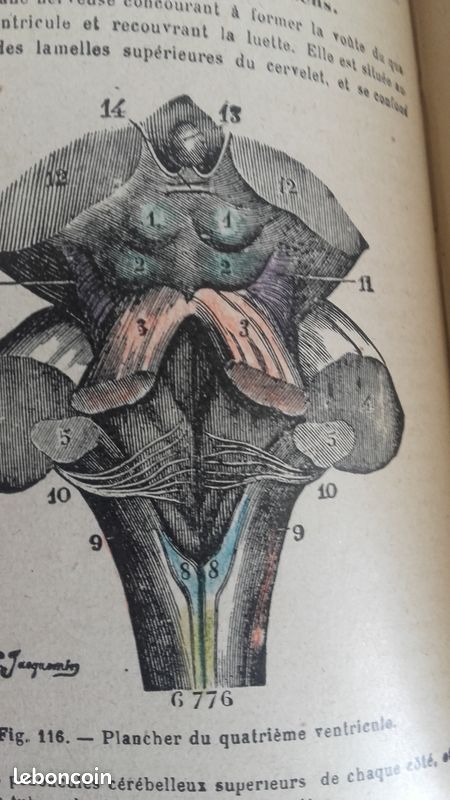 Livre ancien (1939) -Nouvel Abrégé d'Anatomie Descriptive (orné de 205 figures) (image 6)