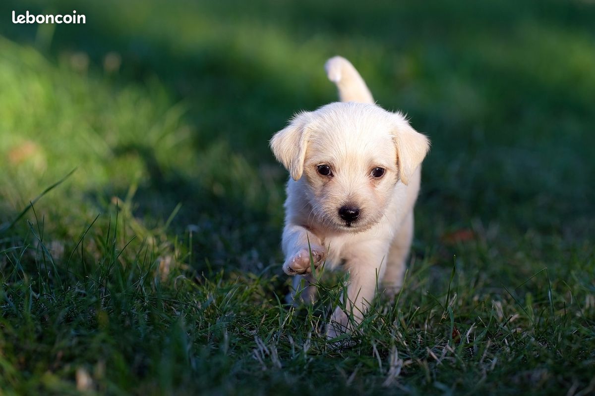 Formation pension canine (H/F/X) (image 1)