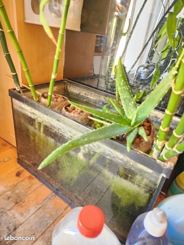 Aloé Vera en aquaponie et son pot en noix de coco et billes d'argile, pas de terre (image 2)