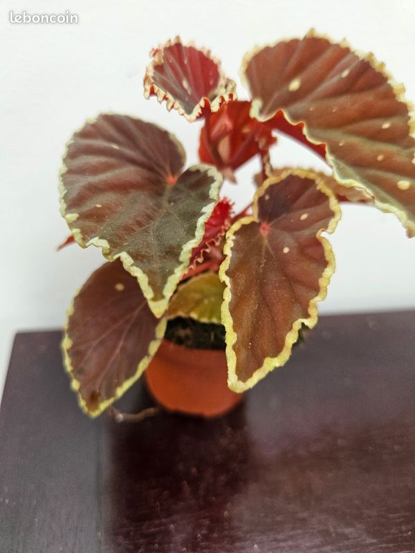 Rare begonia DATHVADERINA (image 4)