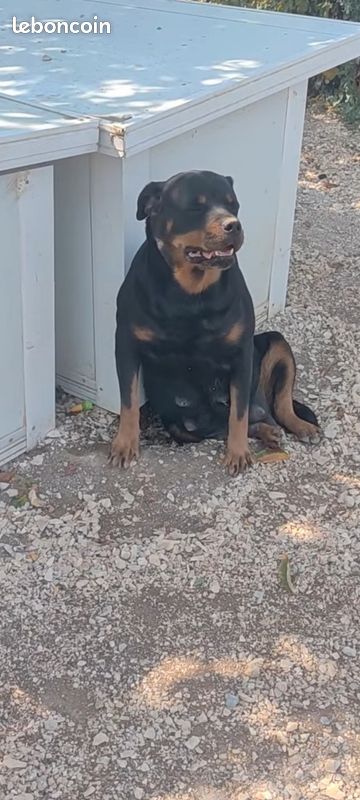 Donne femelle rottweiler (image 2)